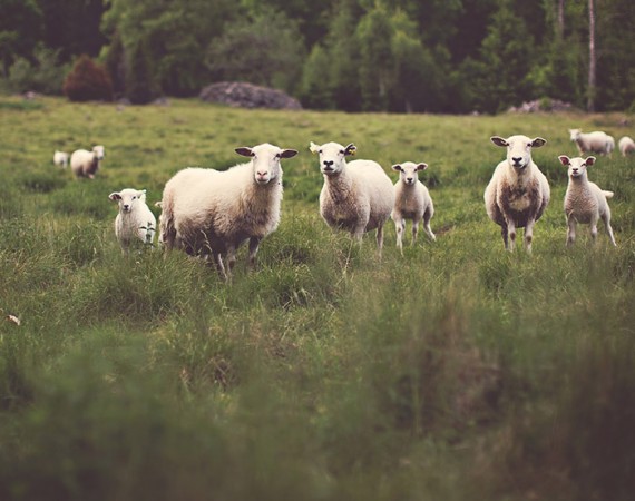 Sheeps and Grass